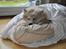 Blanding af racer Gaia - Gaia sover i sin "sovepose" :)