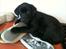Labrador retriever Sophie *ludty*  [ lobes labrdor knirke] - hun elsker at tygge i sutsko...