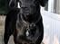 Labrador retriever Sophie *ludty*  [ lobes labrdor knirke] - sophie, du lyser mig op i mørket!