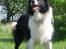 Border collie Rocky  - En stolt herre 