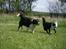 Border collie Rocky 