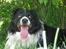 Border collie Rocky 