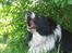 Border collie Rocky 