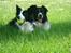 Border collie Rocky 