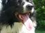 Border collie Rocky 