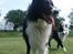 Border collie Rocky 