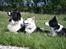 Border collie Rocky 