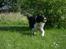 Border collie Rocky 
