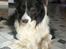 Border collie Rocky 