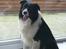 Border collie Rocky 