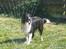 Border collie Rocky 