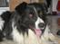 Border collie Rocky  - Hans smukke kloge hoved med de varme øjne