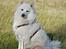 Japansk spids Grazy Daisy - R.I.P. :'( <3