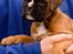 Boxer Faberge