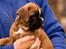 Boxer Faberge