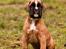 Boxer Faberge