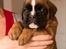 Boxer Faberge