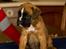Boxer Faberge