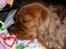 Cavalier king charles spaniel Wilma - det kan jeg godt lide