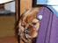 Cavalier king charles spaniel Wilma - dejlig at gemme sig i mors jakke 