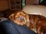 Cavalier king charles spaniel Wilma