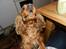 Cavalier king charles spaniel Wilma