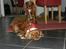 Cavalier king charles spaniel Wilma