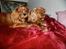 Cavalier king charles spaniel Wilma