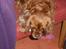 Cavalier king charles spaniel Wilma