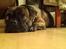 Blanding af racer Tiger - Fransk bulldog / mops