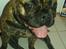 Blanding af racer Tiger - Fransk bulldog / mops
