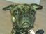 Blanding af racer Tiger - Fransk bulldog / mops