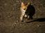 Welsh corgi pembroke Dimmalimm