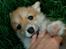 Welsh corgi pembroke Dimmalimm