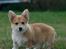 Welsh corgi pembroke Dimmalimm