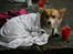 Welsh corgi pembroke Dimmalimm