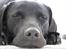 Labrador retriever Sophie *ludty*  [ lobes labrdor knirke] - lidt af en sovetryne! :-D
