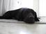 Labrador retriever Sophie *ludty*  [ lobes labrdor knirke]