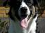 Blanding af racer Milo (Border Collie/Lab.)