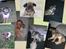 Chihuahua Søde Fie - En collage jeg selv har lavet :)