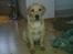 Labrador retriever Cæsar