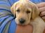 Labrador retriever Cæsar - 6 uger gammel