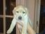 Labrador retriever Cæsar - 5 uger gammel.