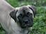 Bullmastiff Raya (Bullgrin's 'N Librrani No Mercy) - 10 uger