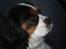 Cavalier king charles spaniel Zelma *Et&Alt!*;* - Du, betyder ALT for mig*-;
Foto: Mig