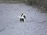 Cavalier king charles spaniel Zelma *Et&Alt!*;* - Snuse til stenene:)
Foto: Mig