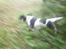 Cavalier king charles spaniel Zelma *Et&Alt!*;* - Man kan da løbe<3.
Foto: Mig
