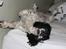Field spaniel Apache Blue Magic, Figo!