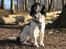 Field spaniel Apache Blue Magic, Figo!