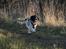 Field spaniel Apache Blue Magic, Figo!